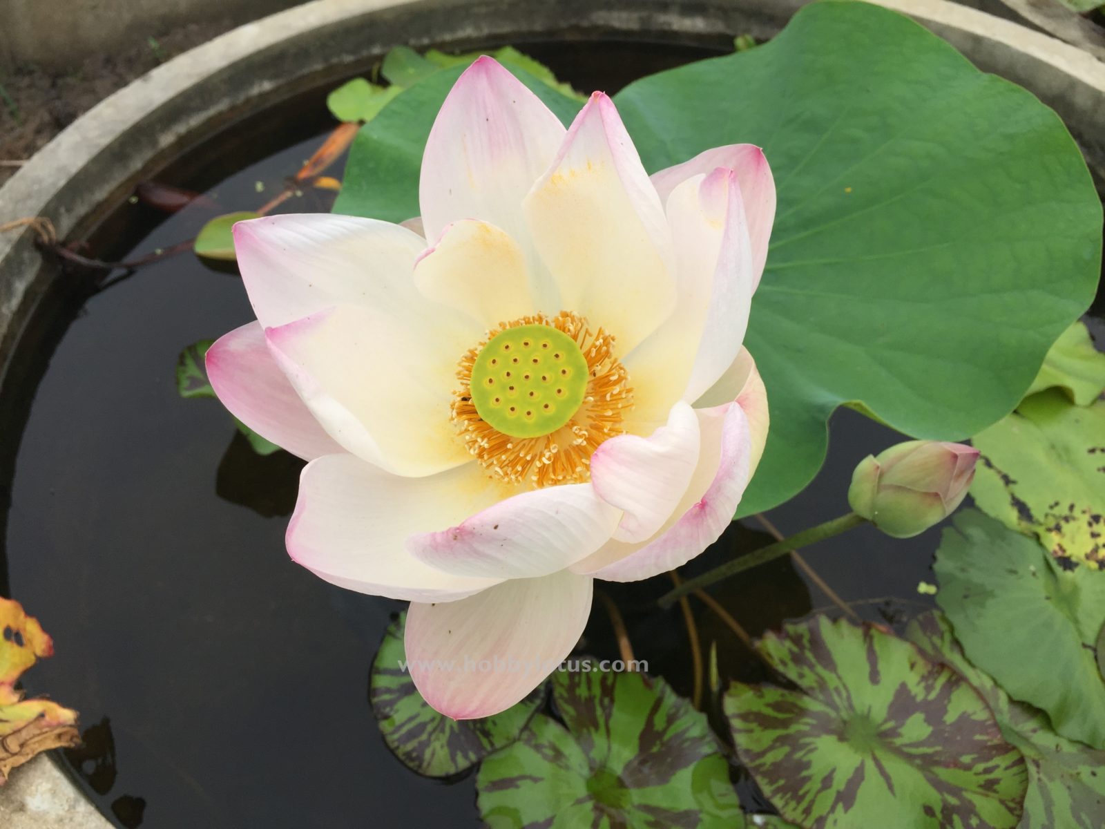 Lotus Plants – Hobby Lotus